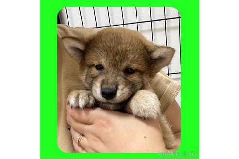 成約済の京都府の柴犬-250318の1枚目