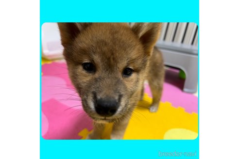 成約済の京都府の柴犬-250319の5枚目