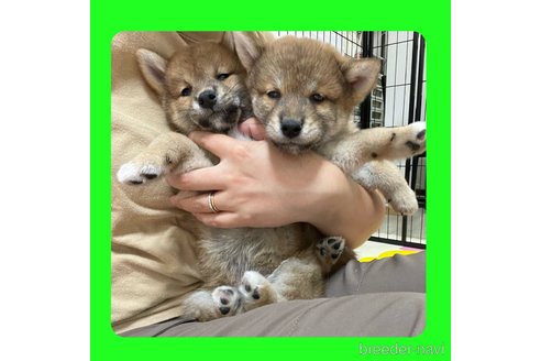 成約済の京都府の柴犬-250319の6枚目