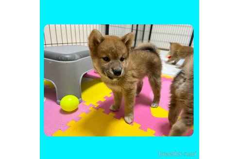 成約済の京都府の柴犬-250319の3枚目