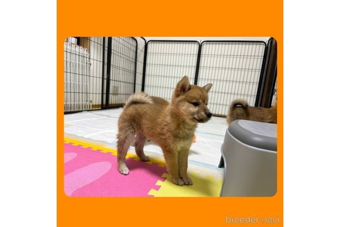 成約済の京都府の柴犬-250321の5枚目