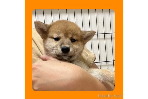 成約済の京都府の柴犬-250321の1枚目