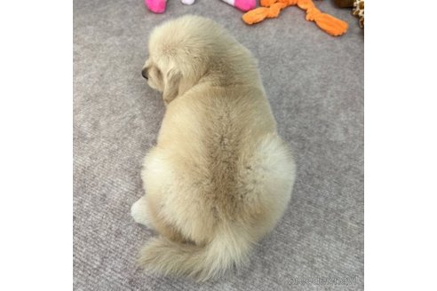 成約済の愛知県のゴールデンレトリーバー-250327の5枚目