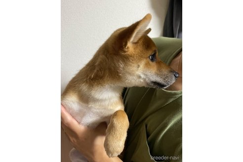 成約済の東京都の豆柴-234301の12枚目