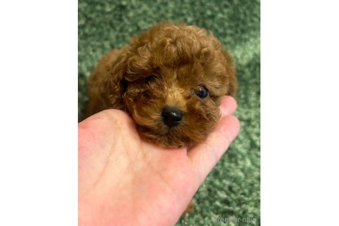 成約済の愛媛県のティーカッププードル-247601の11枚目