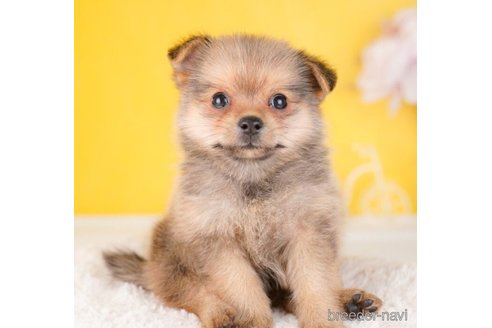 成約済の東京都のミックス犬-250434の4枚目