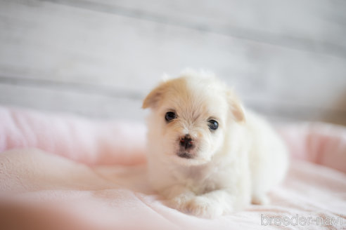 成約済の北海道のミックス犬-249258の2枚目