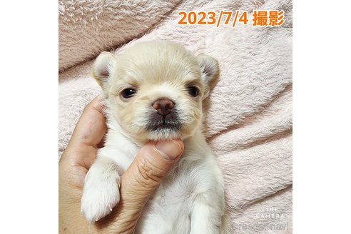 成約済の東京都のチワワ(ロングコート)-247964の27枚目