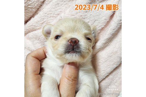成約済の東京都のチワワ(ロングコート)-247964の26枚目