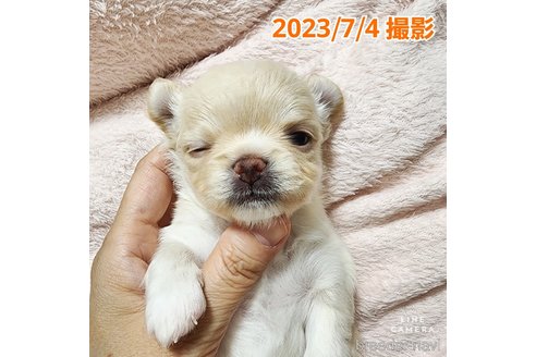 成約済の東京都のチワワ(ロングコート)-247964の25枚目