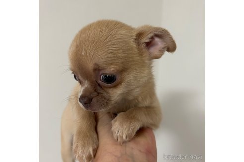 成約済の山口県のチワワ(スムースコート)-250458の4枚目