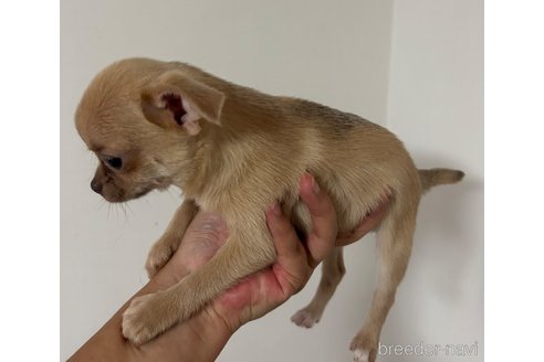 成約済の山口県のチワワ(スムースコート)-250458の5枚目