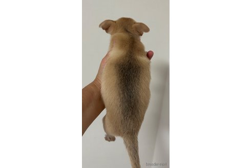 成約済の山口県のチワワ(スムースコート)-250458の2枚目