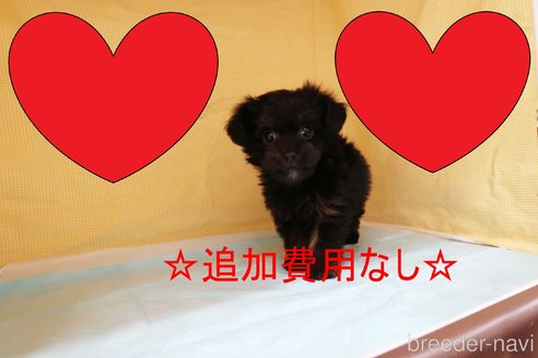 成約済の東京都のチワプー:チワワ×トイプードル-246783