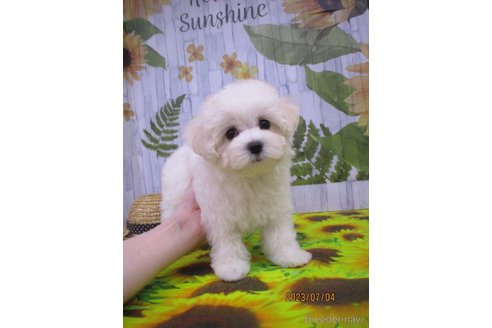 成約済の鳥取県のマルプー:マルチーズ×トイプードル-246364の1枚目