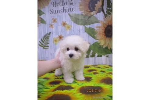 成約済の鳥取県のマルプー:マルチーズ×トイプードル-246364の2枚目