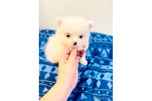 成約済の愛知県のポメチワ:ポメラニアン×チワワ-250601の4枚目