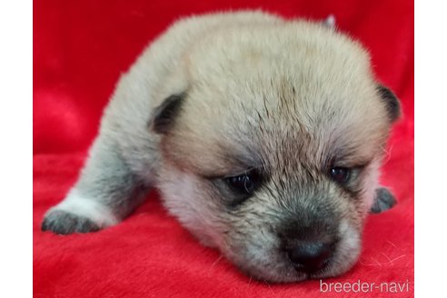 販売中の北海道の北海道犬-250547の1枚目