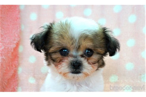 子犬
