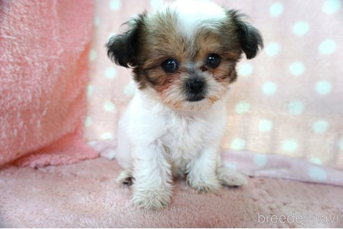成約済の長崎県のミックス犬-250548の3枚目
