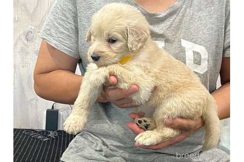 成約済の岐阜県のゴールデンドゥードル:ゴールデンレトリーバー×プードル-250552の5枚目