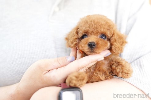 成約済の埼玉県のトイプードル-250555の3枚目