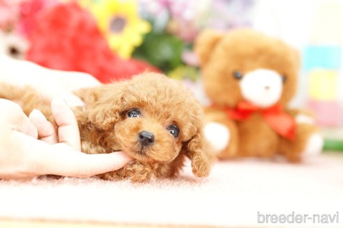 成約済の埼玉県のトイプードル-250555の2枚目