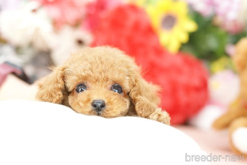 成約済の埼玉県のトイプードル-250555の1枚目