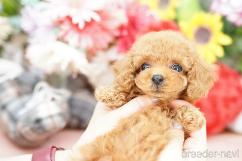 成約済の埼玉県のトイプードル-250555の4枚目