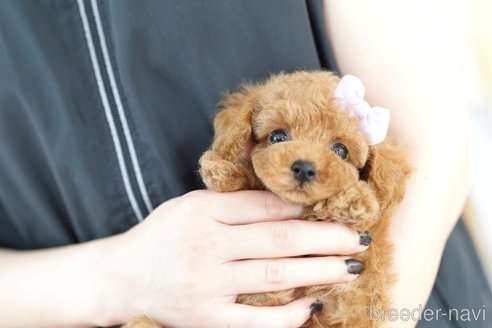 成約済の埼玉県のトイプードル-250561の2枚目
