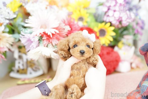 成約済の埼玉県のトイプードル-250561の3枚目