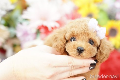 成約済の埼玉県のトイプードル-250561の1枚目