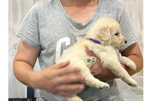 成約済の岐阜県のゴールデンドゥードル:ゴールデンレトリーバー×プードル-250562の6枚目