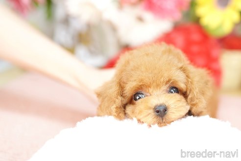 成約済の埼玉県のトイプードル-250564の2枚目