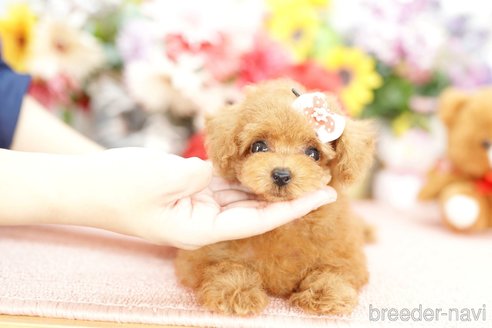 成約済の埼玉県のトイプードル-250564の3枚目