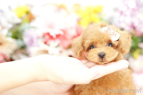 成約済の埼玉県のトイプードル-250564の1枚目