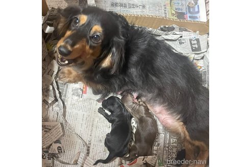 成約済の福岡県のミニチュアダックスフンド(ロングヘアード)-250566の6枚目