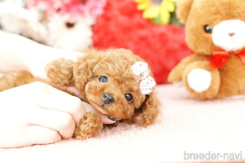 成約済の埼玉県のトイプードル-250572の2枚目