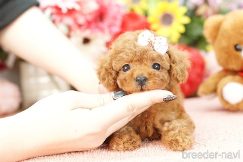 成約済の埼玉県のトイプードル-250572の3枚目