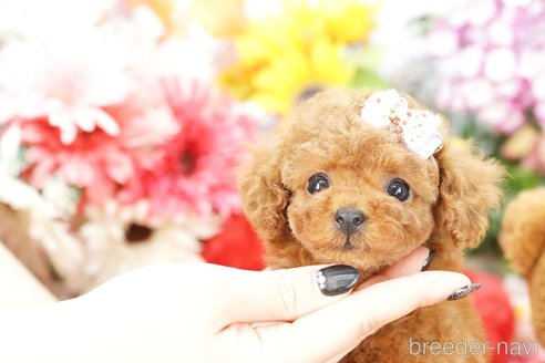 成約済の埼玉県のトイプードル-250572の1枚目