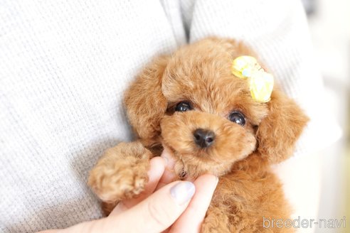 成約済の埼玉県のトイプードル-250574の1枚目