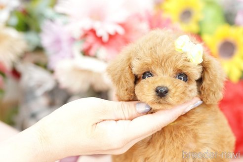 成約済の埼玉県のトイプードル-250574の2枚目