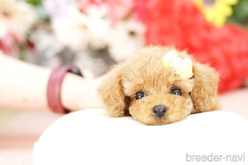 成約済の埼玉県のトイプードル-250574の4枚目