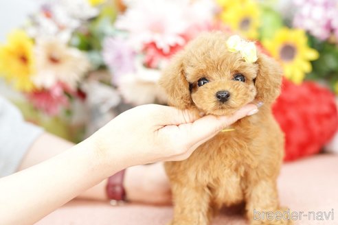 成約済の埼玉県のトイプードル-250574の5枚目