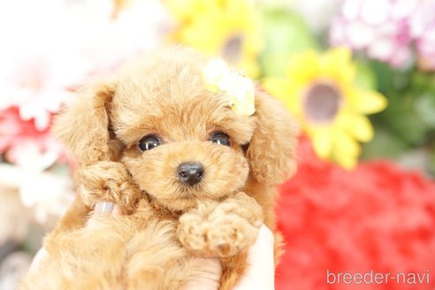 成約済の埼玉県のトイプードル-250574の3枚目