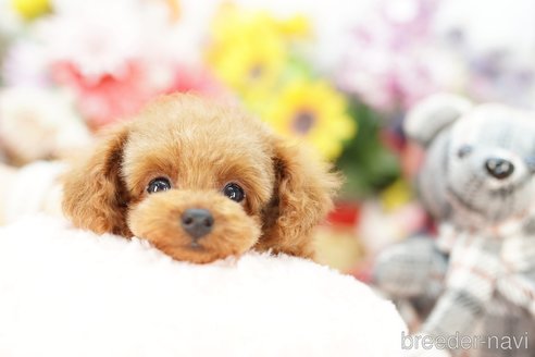 成約済の埼玉県のトイプードル-250576の1枚目