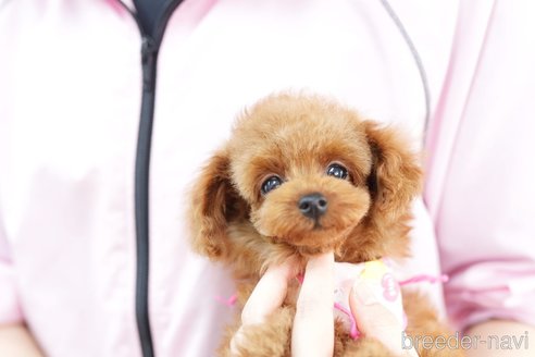 成約済の埼玉県のトイプードル-250576の3枚目