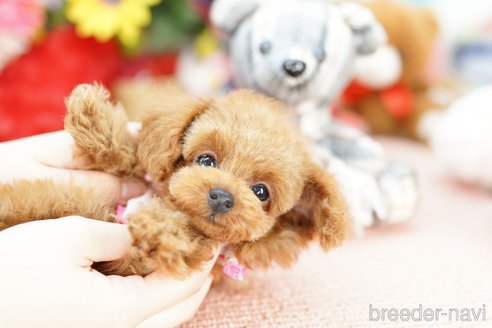 成約済の埼玉県のトイプードル-250576の4枚目