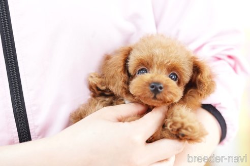 成約済の埼玉県のトイプードル-250576の2枚目