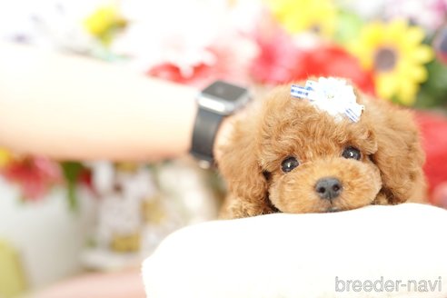 成約済の埼玉県のトイプードル-250579の3枚目